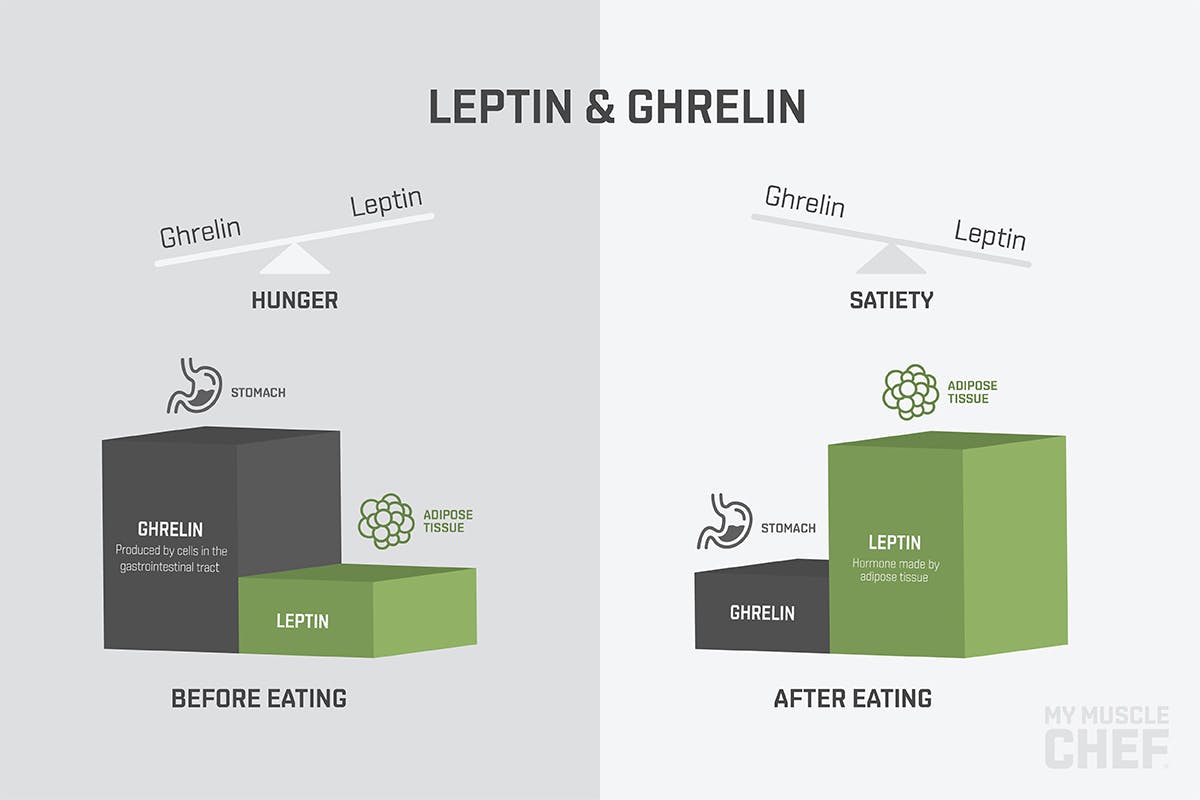 My Muscle Chef infographic leptin and ghrelin